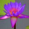 Beautiful Purple Lotus Paint by numbers
