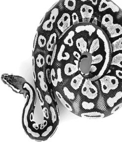Black and white Royal Python adult paint by numbers