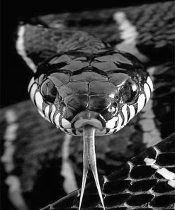 Black and white Snake adult paint by numbers