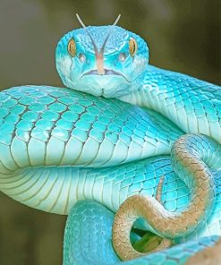 Blue Pit Viper adult paint by numbers