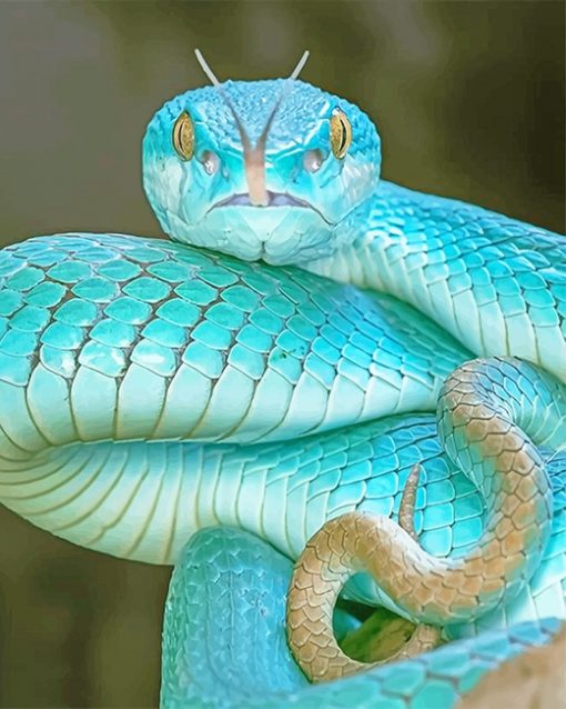 Blue Pit Viper adult paint by numbers