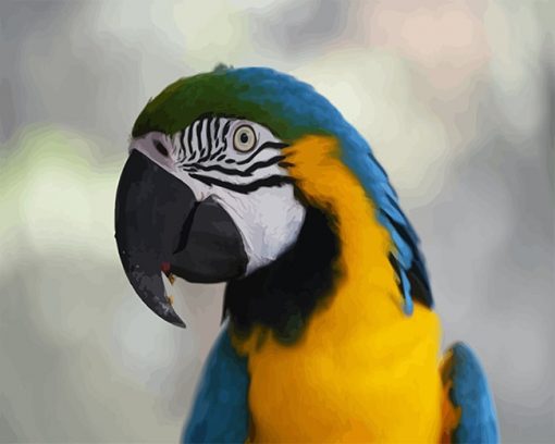 Macaw Parrot colorful adult paint by number