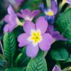 Purple Primrose flower adult paint by number