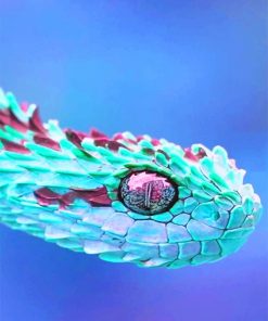Rainbow African bush viper adult paint by numbers