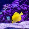 Tropical yellow fish adult paint by number
