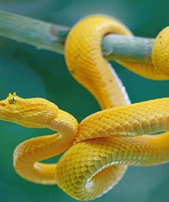 Yellow snake on branch adult paint by numbers