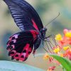 Black And Red Butterfly paint by number