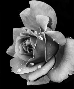 Black and White Rose NEW paint by number