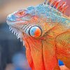 Colorful Iguana paint by number