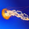 Orange Jellyfish Adult paint by number