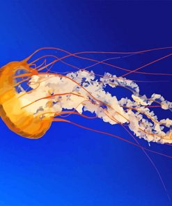 Orange Jellyfish Adult paint by number