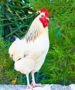 Brown And White Rooster paint By Numbers