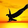 Eagle Silhouette Paint By Numbers