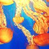 Jellyfish Illustration Paint By Numbers