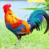 Kauai Chicken Paint By Numbers