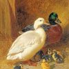 Mallard Ducks Paint By Numbers