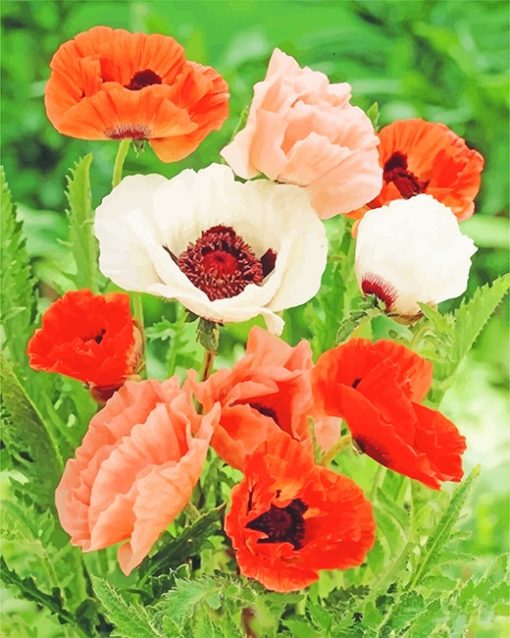 Poppy Colorful Flowers paint By Numbers