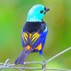 Seven Colored Tanager Bird Paint By Numbers