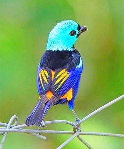 Seven Colored Tanager Bird Paint By Numbers