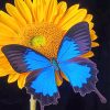 Blue Butterfly And A Sunflower Paint By Numbers