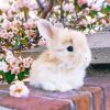 Cute Baby Angora Rabbit Paint By Numbers