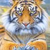 Beautiful tiger eyes adult paint by numbers
