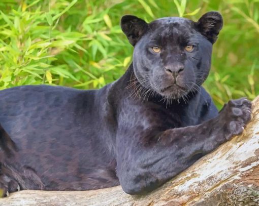 Black Panther Jaguar adult paint by numbers