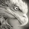 Black and white bald eagle adult paint by numbers