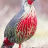 Blood Pheasant adult paint by numbers