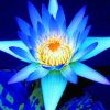 Blue Lotus adult paint by numbers