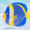 Blue and yellow fish adult paint by numbers