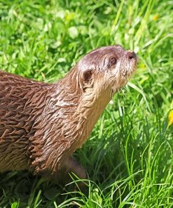 Brown Otter On Green Grass paint by number