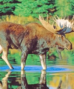 Bull Moose Water adult paint by numbers