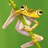 Chachi Tree Frog adult paint by numbers