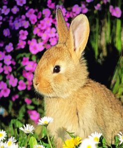Cute Rabbit adult paint by numbers