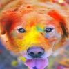 Cute colorful dog adult paint by numbers