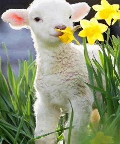 Cute Little Lamb paint by number