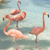 Flamingos birds adult paint by numbers