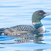 Loon Bird adult paint by numbers