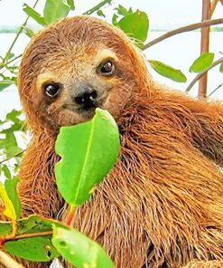 Baby Sloth paint by number