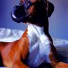 Beautiful Boxer Dog paint by number