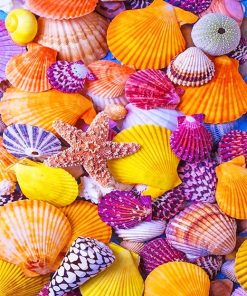 Beautiful Seashell paint by number