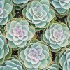 Beautiful Succulents paint by number