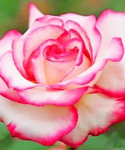 Beautiful White Pink Rose Paint by Numbers