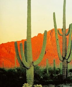 big cactus mountains adult paint by numbers