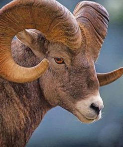 Big Horned Brown Sheep paint by number