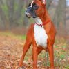 Boxer Dog In Forest paint by number