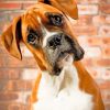 Boxer Dog Portrait paint by number