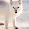 Cute Arctic Fox paint by number
