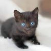 Cute Baby Cat With Blue Eyes paint by numbers